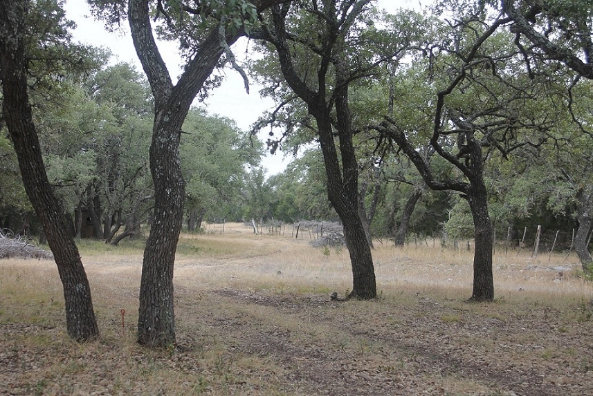 Oak Trees