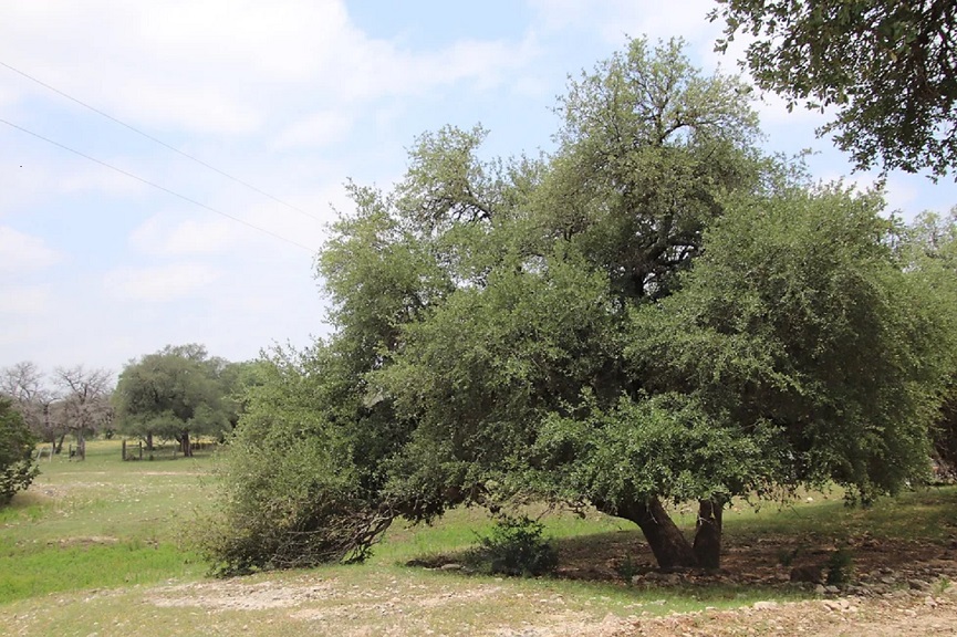 Oak Tree
