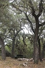 Oak Trees