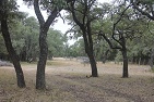 Oak Trees